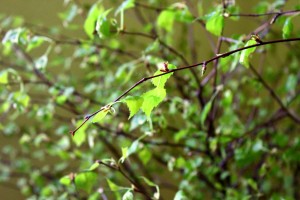 IMG_8074